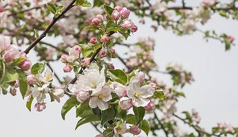Äste eine Apfelbaumes mit Apfelblüten einer Streuobstwiese