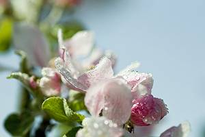 Apfelblüten nach Regen bedeckt mit Wassertropfen