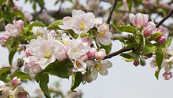 Äste eine Apfelbaumes mit Apfelblüten einer Streuobstwiese