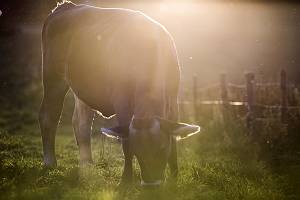 Kuh auf lichtdurchfluteter Weide in Abendstimmung