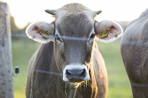 Kopf einer Kuh im Gegenlicht mit direktem Blickkontakt