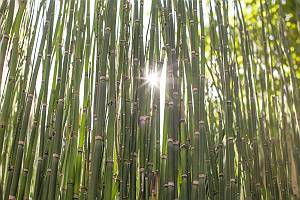 Bambus im Gegenlicht