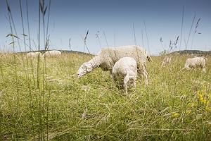 Schafe, die auf einer Weide grasen
