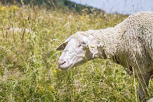 Schaf grast auf einer Weide