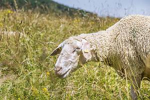 Schaf grast auf einer Weide