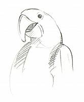 Bleistiftzeichnung eines Papageis