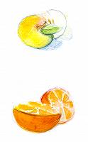 Aquarellbild einer Orange und eines Apfels