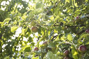 Reife Äpfel an Apfelbaum
