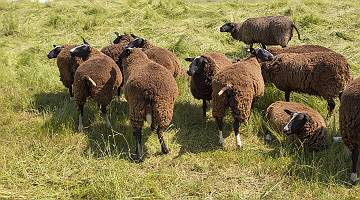 braune Schafherde auf Grasweide