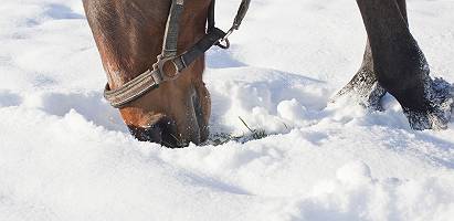 Pferd sucht Futter im Schnee