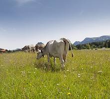 Kühe auf Allgäuer Wiese mit Bergblick