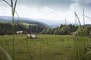 Kühe auf einer Weide vor Schwarzwaldpanorama