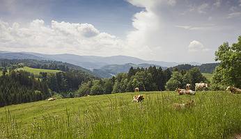 Kühe auf einer Weide vor Schwarzwaldpanorama