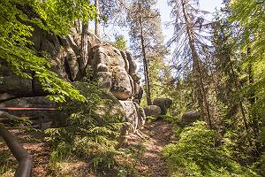 Wald im Zittauer Gebirge