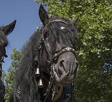 Portrait eines schwarzen traditionell anschirrten Pferdes