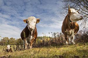 Freiland Bulle mit Hörnern und seinen Kühen