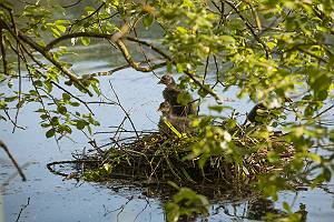 Blässhuhn Küken in ihrem Nest auf der Wasseroberfläche