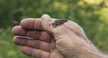 Kröten Baby auf achtsam auf alter Menschenhand
