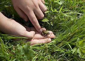Person lässt Frosch im hohen Gras frei