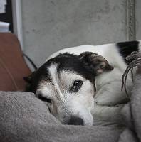 Dösender alter Hund auf Decke
