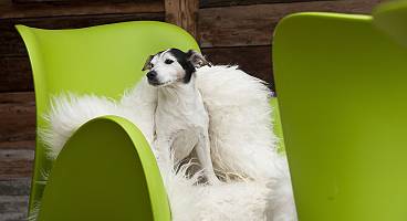 Majestätisch auf Fell thronender Hund in einem Sessel