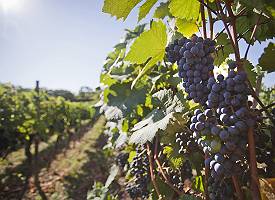 Weintrauben an einer Rebe im Weinberg