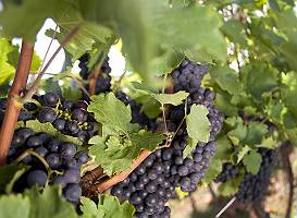 Dunkle Weintrauben an einer Weinrebe