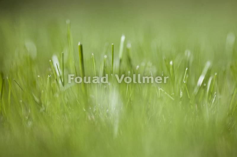Makroaufname von Gras mit schönem Bouquet