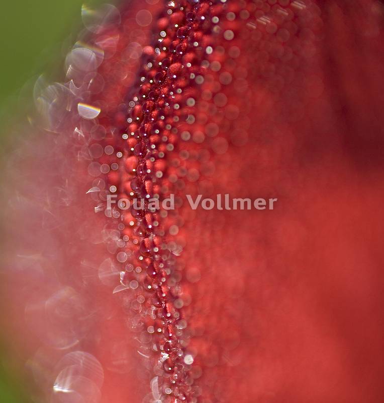 Makro von Tau auf rotem Blütenblatt