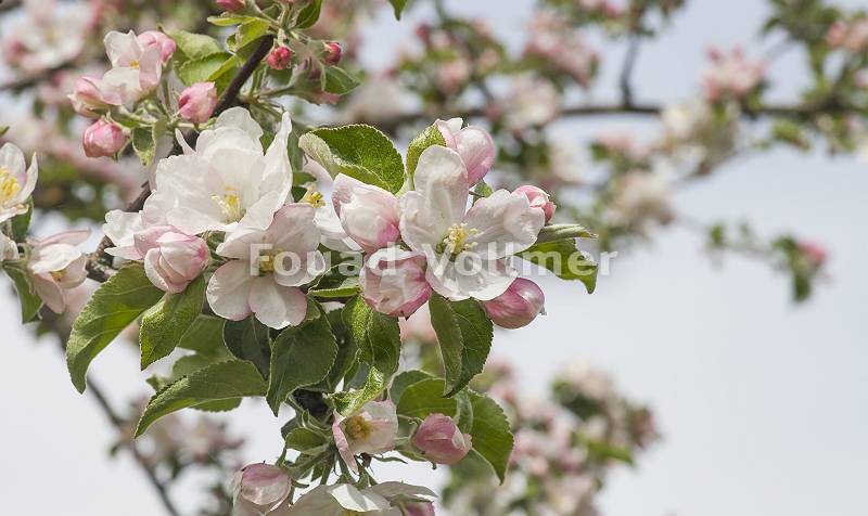 Zweige eines Apfelbaumes mit lichtdurchfluteten Apfelblüten