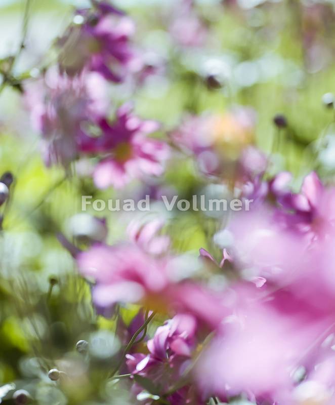 Unscharfe Fotografie von lila Astern, farbenfroher Frühling ass