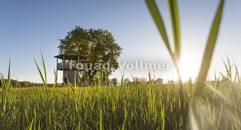 Aussichtsturm bei Blindheim durch Gräser im Gegenlicht in der M