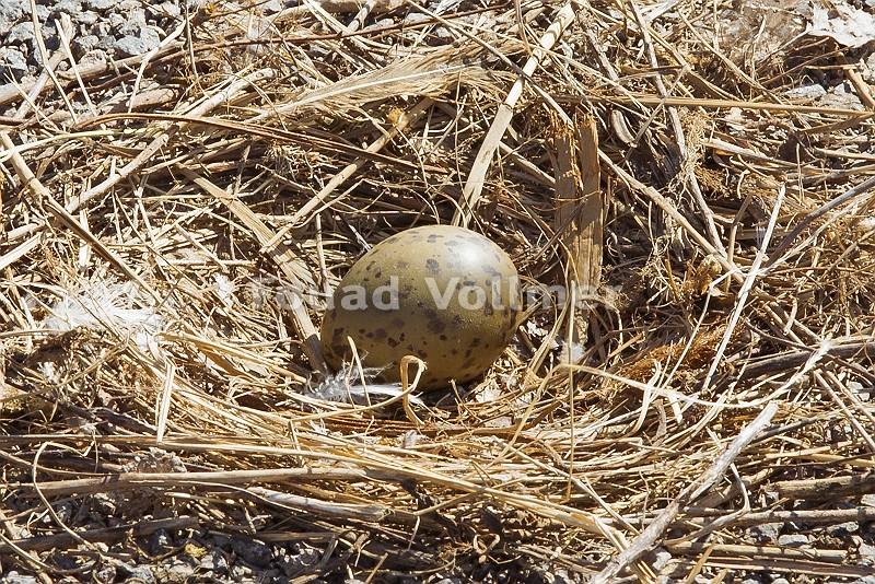 Möwen Nest mit einem Ei
