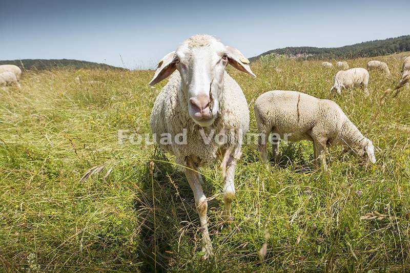 Schafe, die auf einer Weide grasen