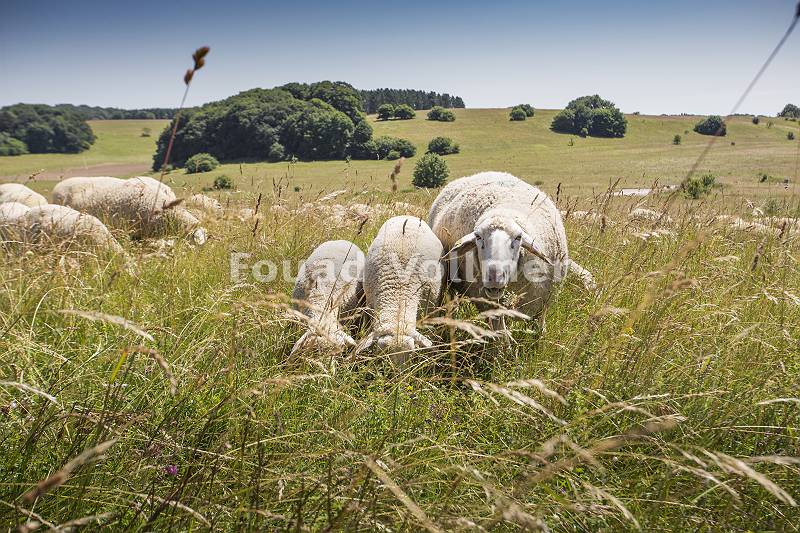 Schafe Schwäbische Alb grasen