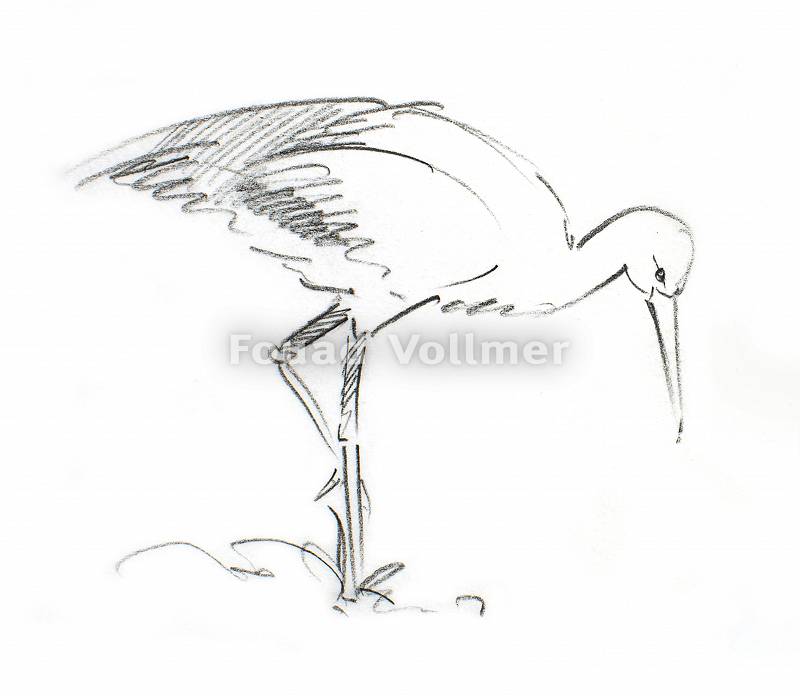 Bleistiftzeichnung eines Storchs