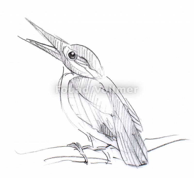 Bleistiftzeichnung eines Vogels, der auf einem Ast sitzt