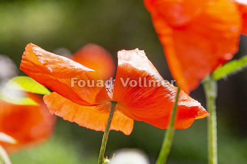 Detailaufnahme von aufgeblühtem Mohn