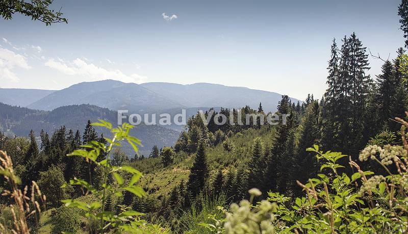 Schwarzwald mit Bergsicht