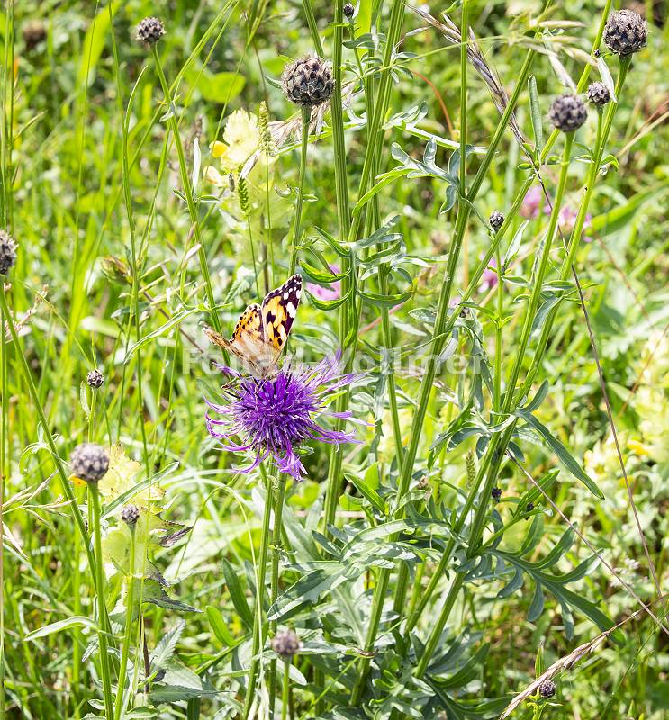 Sommerliche Wiese mit Disteln und einem Schmetterling
