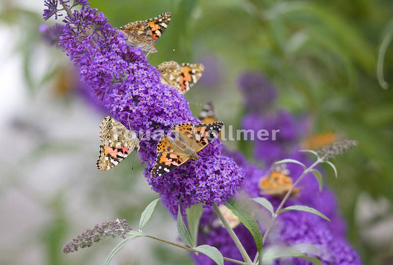 Schmetterlinge an Fliederblüte