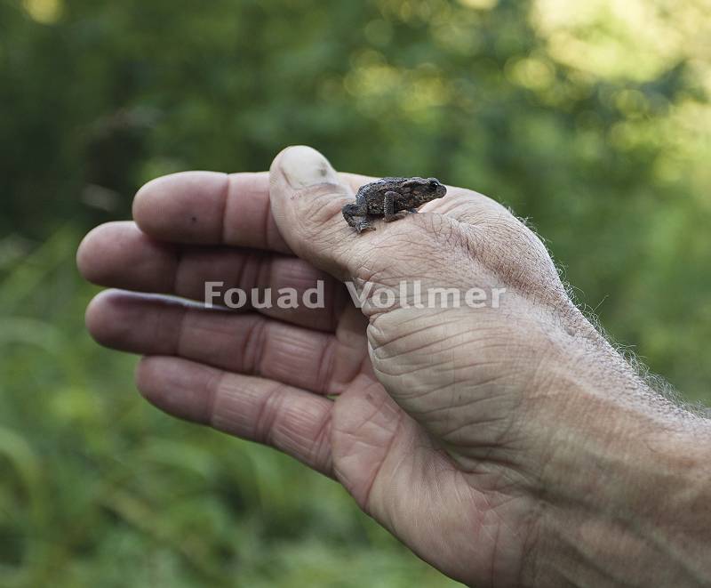 Krötenbaby auf einer Menschenhand