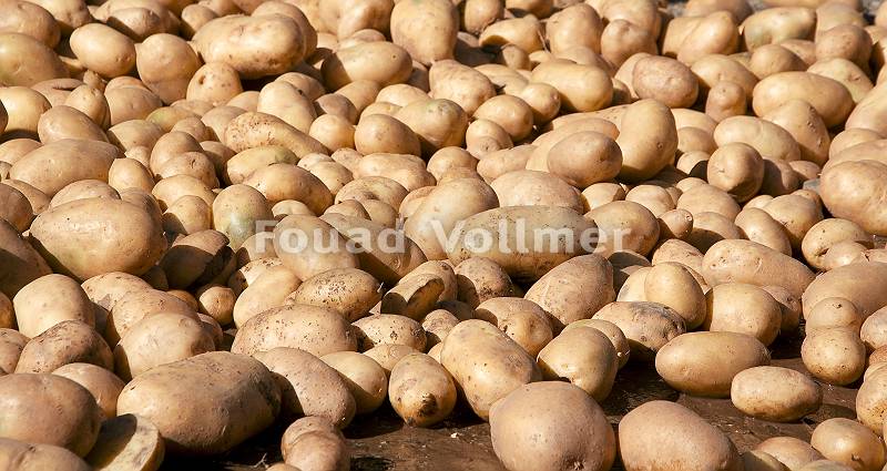 Frisch geerntete und gewacshene Kartoffeln