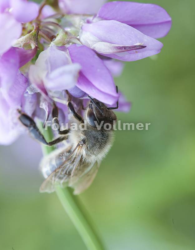 Biene sammelt Nektar in flieder farbenen Blüte