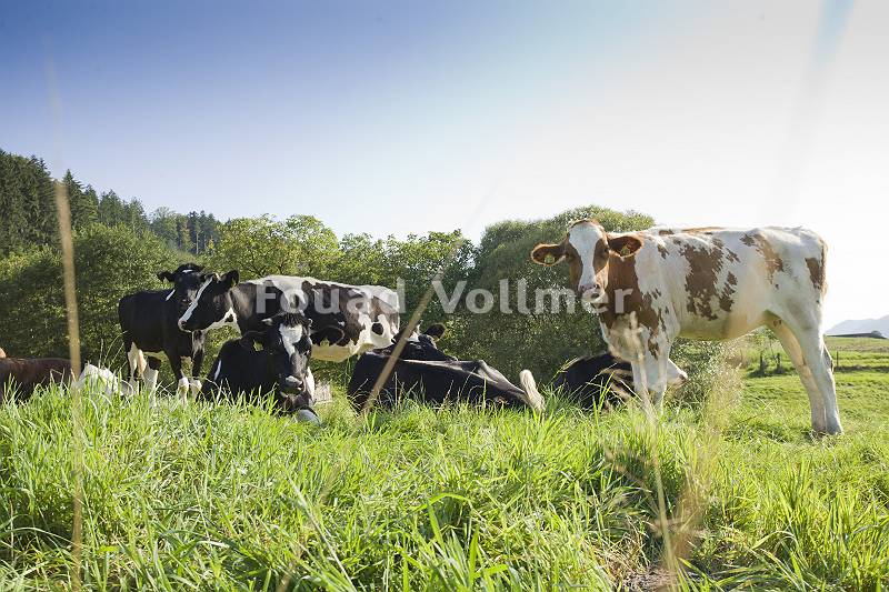 Gefleckte Kühe auf einer sonnigen Weide