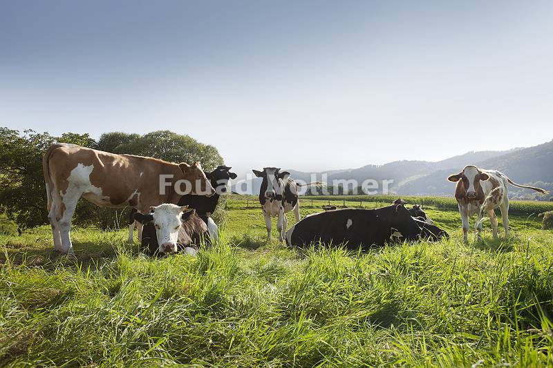 Herde junger gehörnter Kühe entspannt auf saftiger Wiese