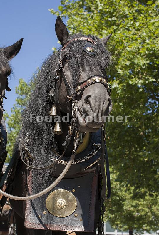 Portrait eines schwarzen traditionell anschirrten Pferdes
