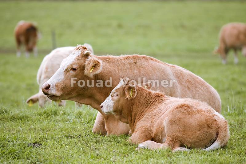 Kuh liegt mit Kalb auf gepflegter Wiese