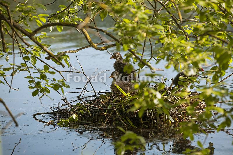 Blässhuhn Küken in ihrem Nest auf der Wasseroberfläche