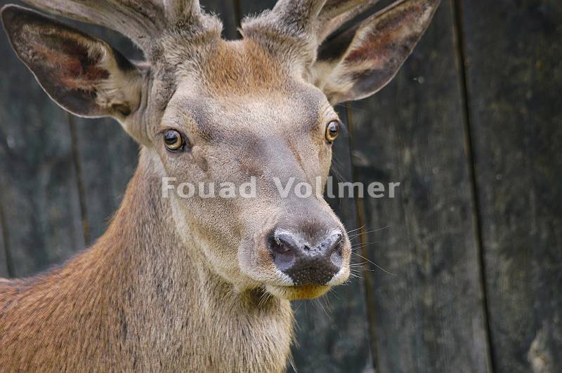 einheimischer selbstbewusster Hirsch mit wachem herausforderndem
